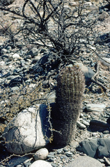 Acanthocalycium thionanthum