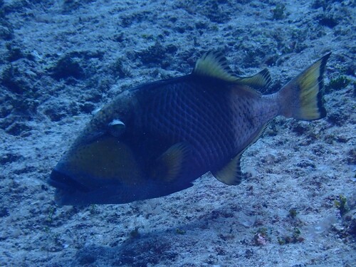 Balistoides viridescens