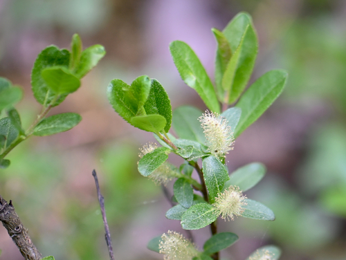 Myrtle-leaf Willow (Salix myrtillifolia)