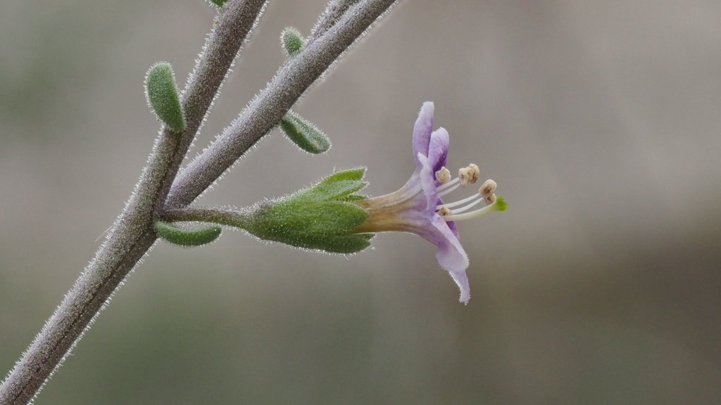 Parish's desert-thorn