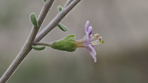 Lycium parishii