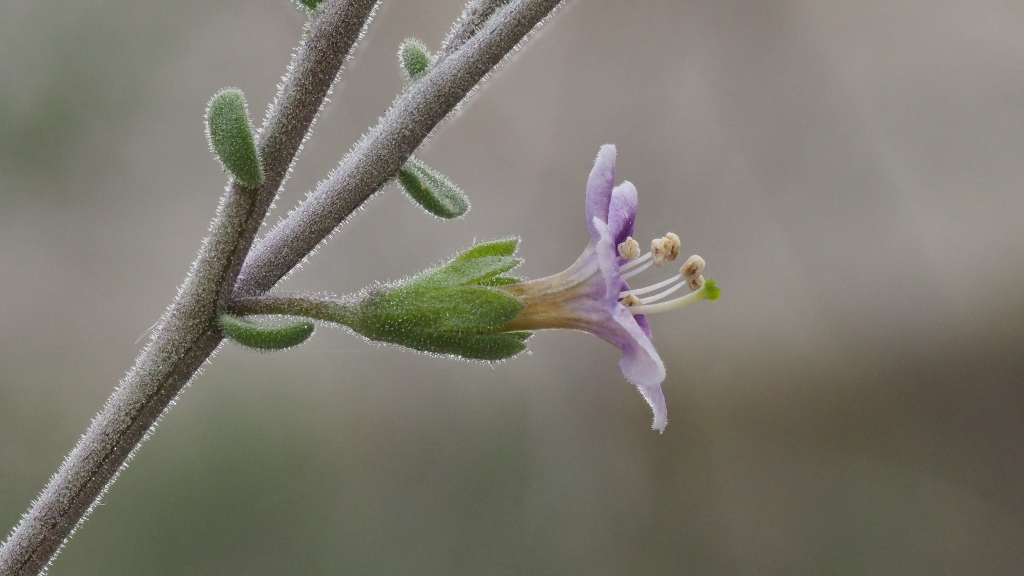 Lycium parishii