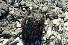 Acanthocalycium thionanthum