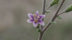 Lycium parishii