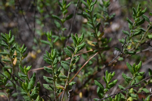 Florida Calamint (Clinopodium dentatum)