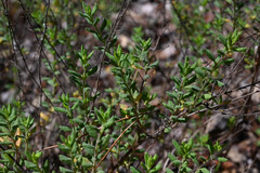 Clinopodium dentatum, photograph (c) Anders Hastings, some rights reserved (CC BY)