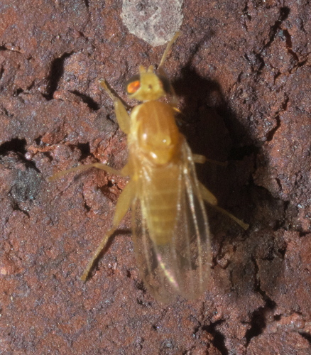 Chyromya femorella