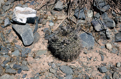 Acanthocalycium thionanthum