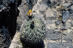 Acanthocalycium thionanthum