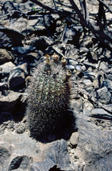 Acanthocalycium thionanthum