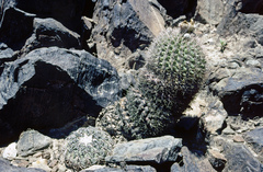 Acanthocalycium thionanthum