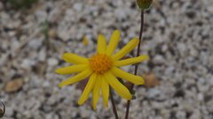 Senecio californicus californicus