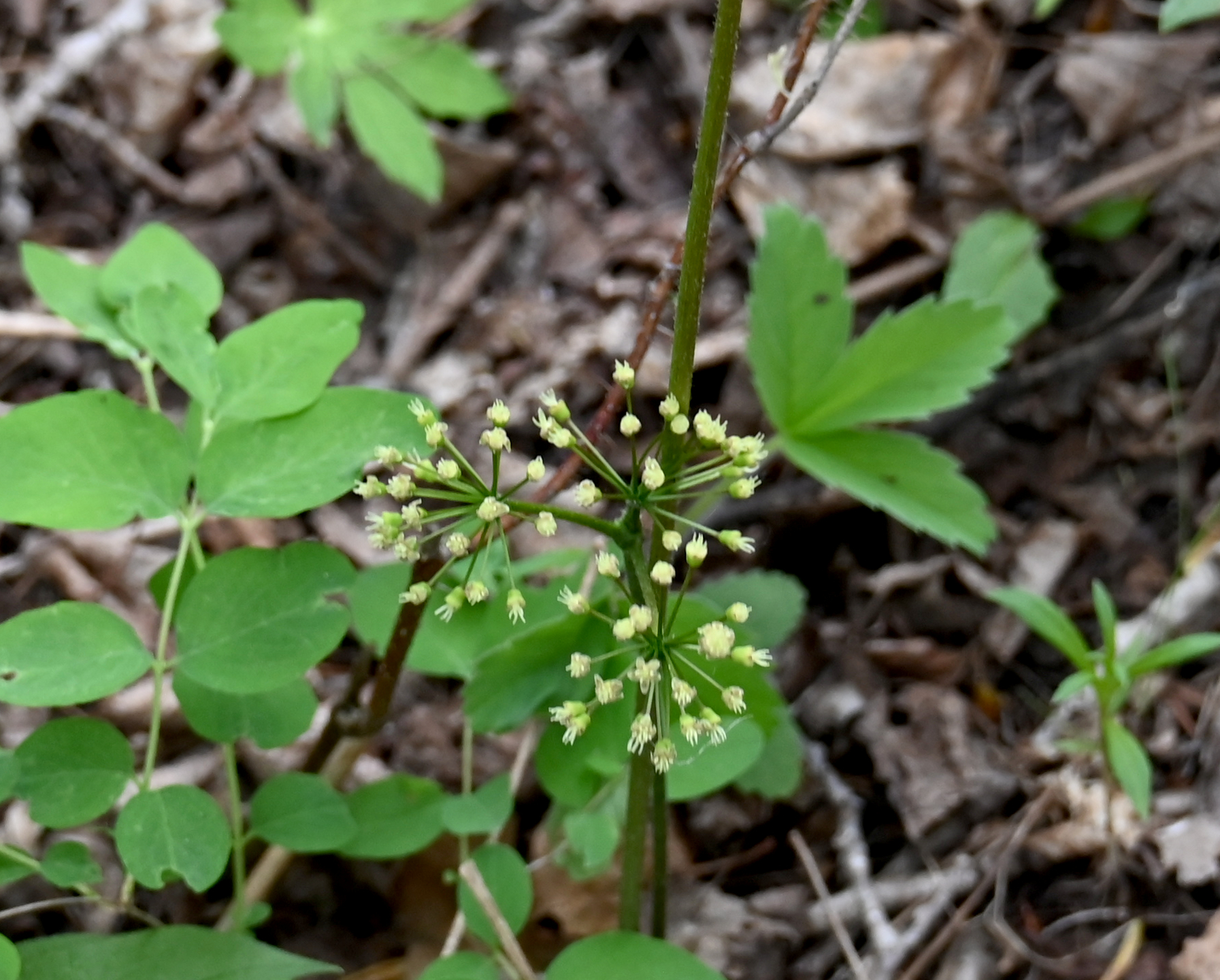 Wild Sarsaparilla (Aralia nudicaulis)