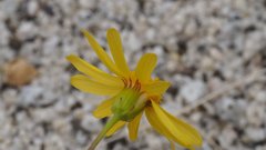 Senecio californicus californicus