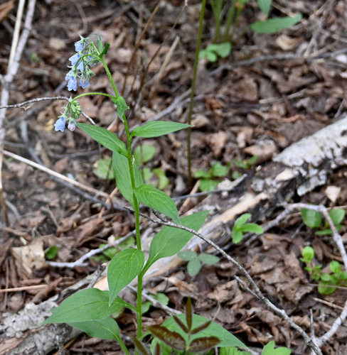 Tall Bluebell (Mertensia paniculata)