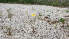 Senecio californicus californicus