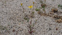 Senecio californicus californicus