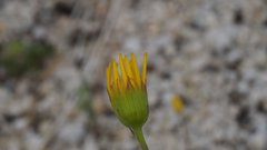 Senecio californicus californicus