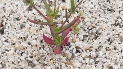 Senecio californicus californicus