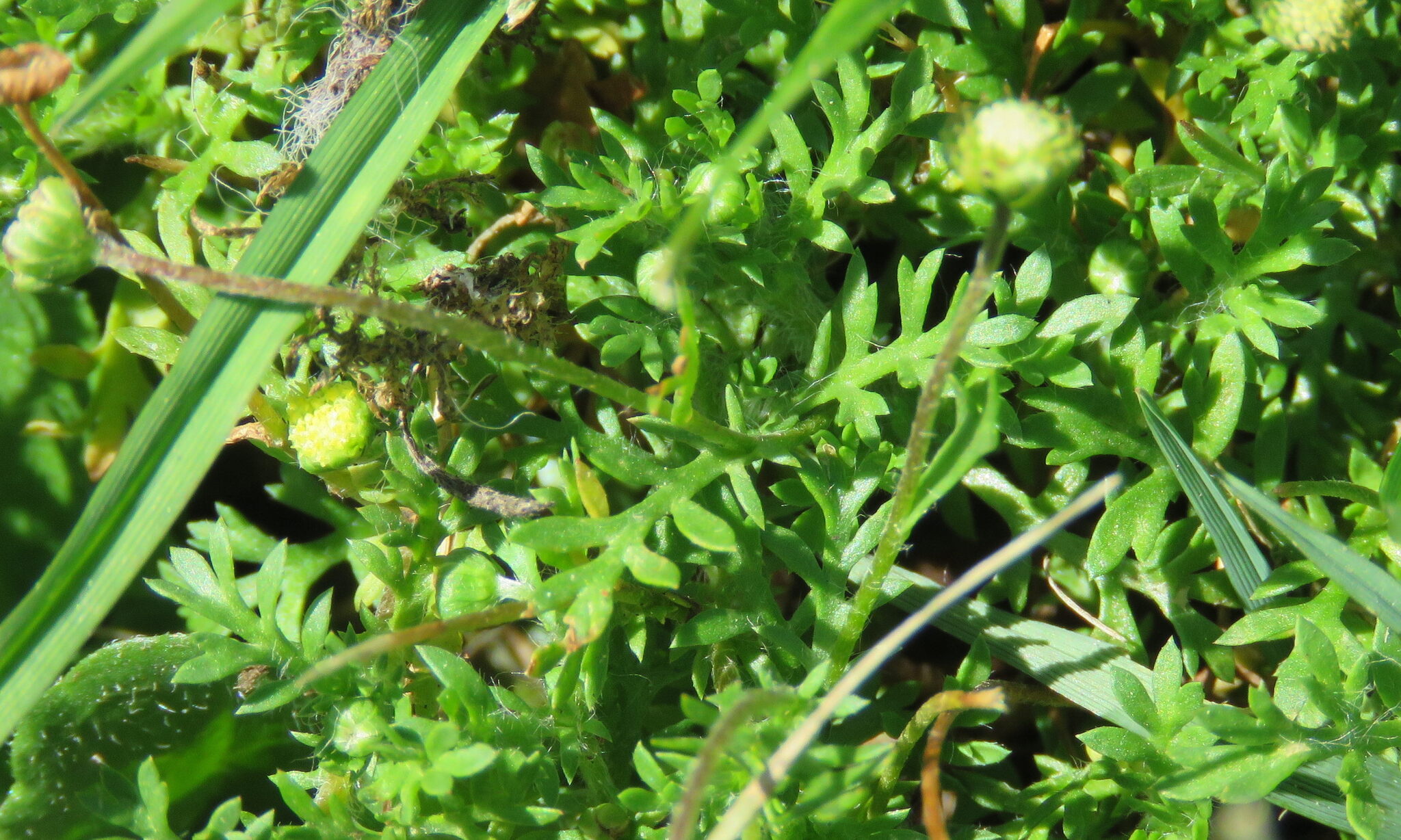 Australian Waterbuttons (Cotula australis)