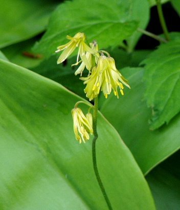 Clintonia