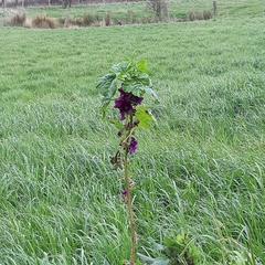 Malva sylvestris mauritiana