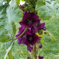 Malva sylvestris mauritiana