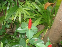 Costus woodsonii