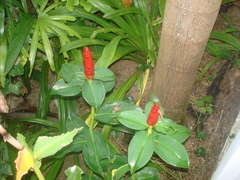 Costus woodsonii