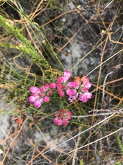Erica propinqua