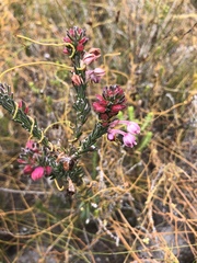 Erica propinqua