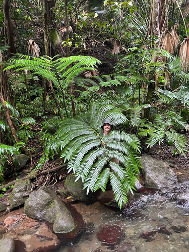 king fern (Angiopteris evecta)