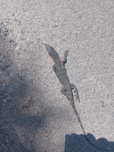Indomalayan Water Monitor
