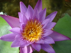 Nymphaea