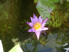Nymphaea