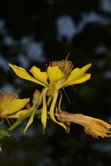 Erinocarpus nimmonii