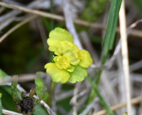 Iowa Golden-saxifrage (Chrysosplenium iowense)