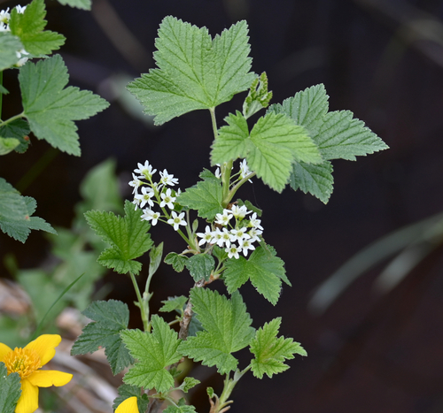 Northern Black Currant (Ribes hudsonianum)