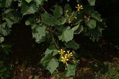 Erinocarpus nimmonii