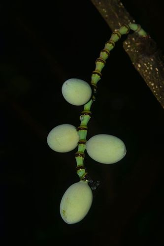 Gnetum edule (Gnetum edule)
