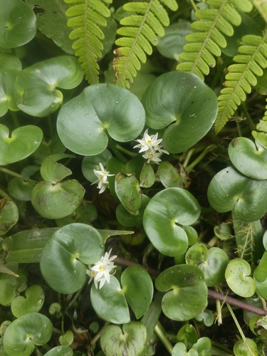 Kidneyleaf mud plantain (Heteranthera reniformis)