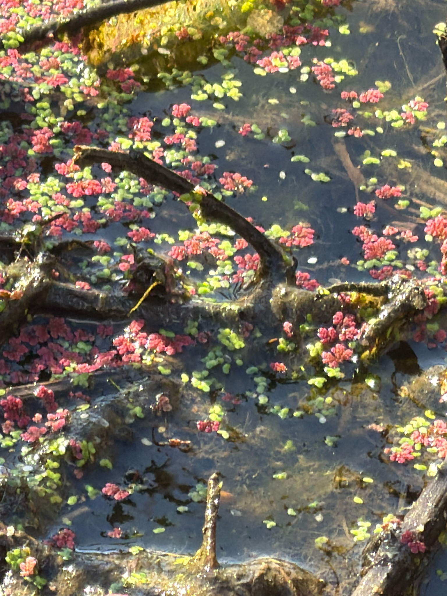 Water Fern (Azolla filiculoides)