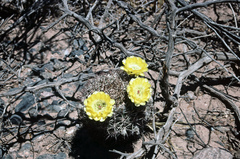 Acanthocalycium thionanthum