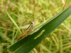 Caelifera