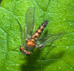 Condylostylus caudatus