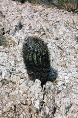 Acanthocalycium thionanthum