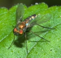 Condylostylus caudatus