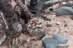 Acanthocalycium thionanthum