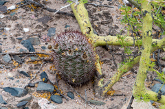Acanthocalycium thionanthum