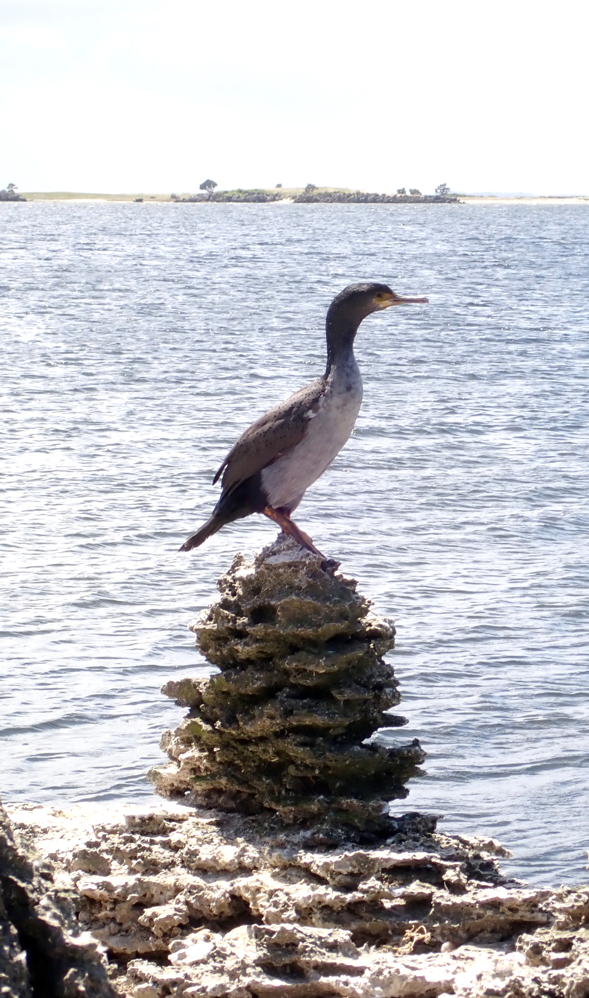 Pitt Shag (Phalacrocorax featherstoni), photo 8